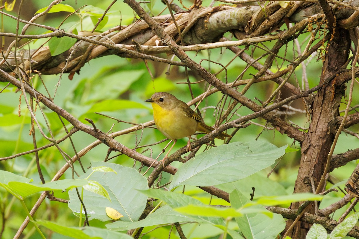 Common Yellowthroat - Leena M