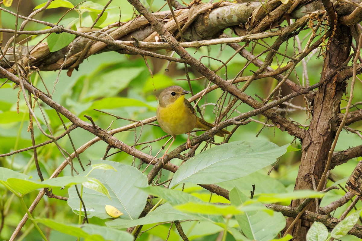 Common Yellowthroat - Leena M