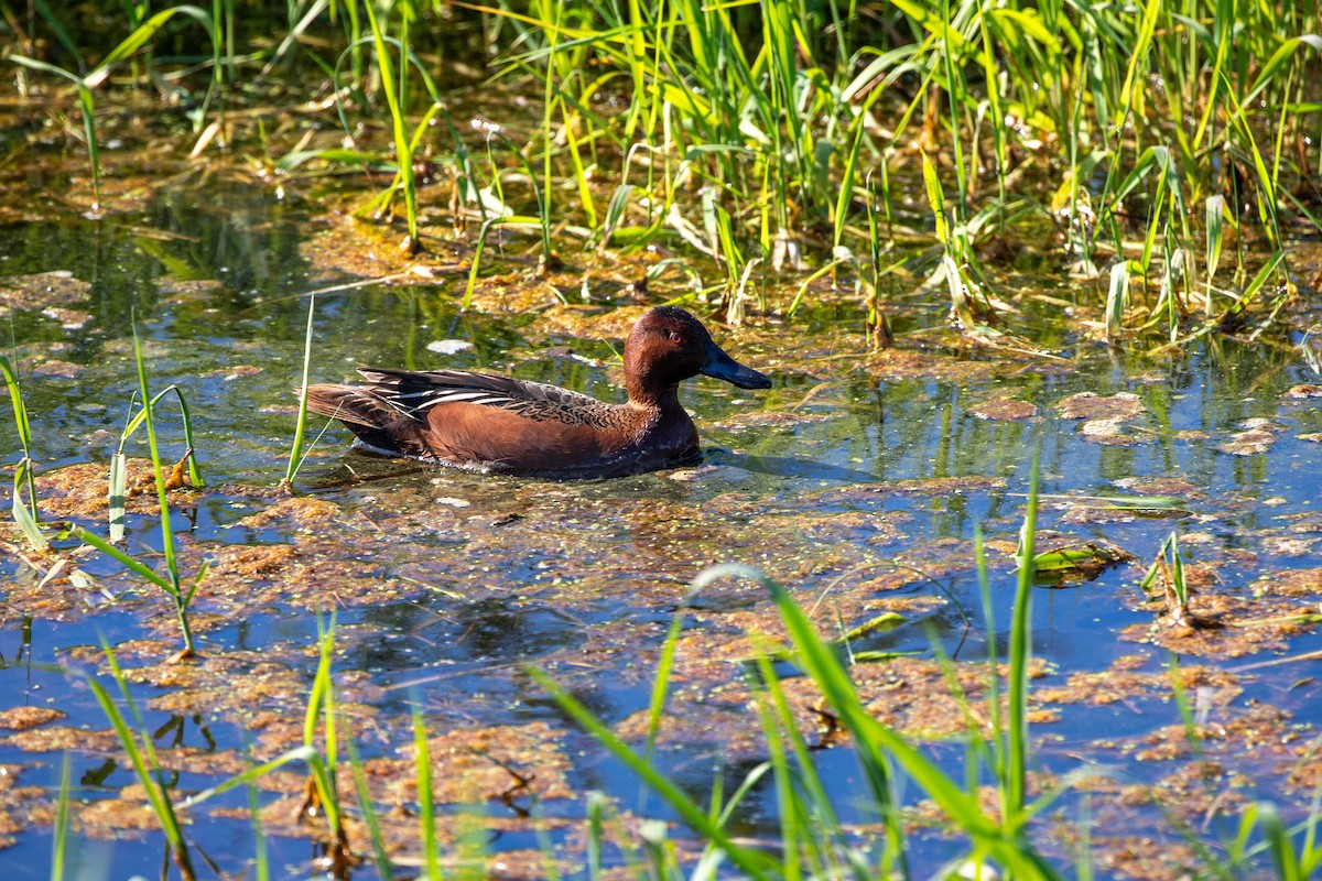 Cinnamon Teal - Danielle Cooper