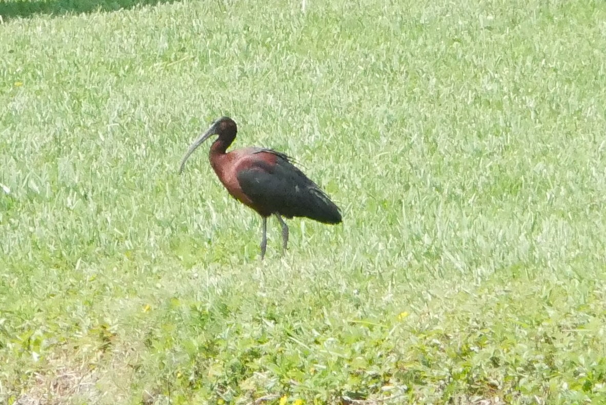 ibis hnědý - ML618845118