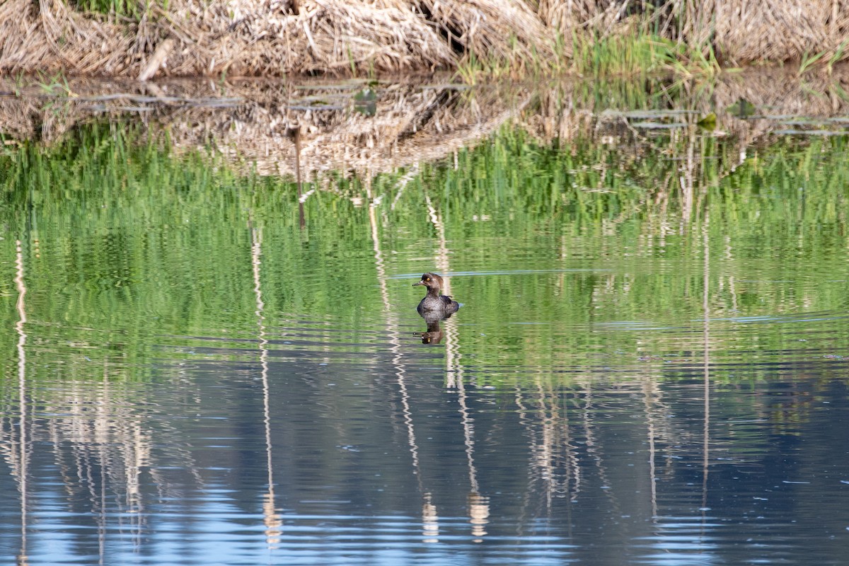 Hooded Merganser - ML618845141