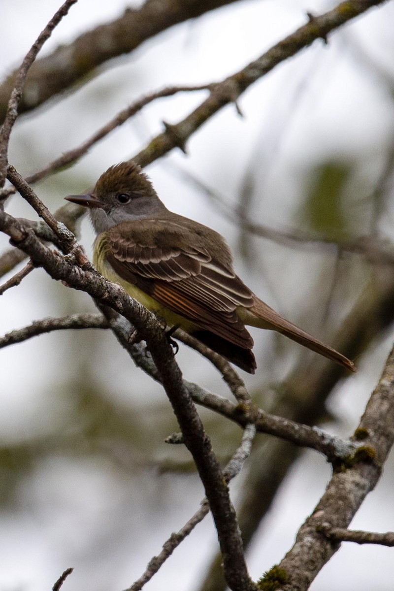 Great Crested Flycatcher - Luc Girard