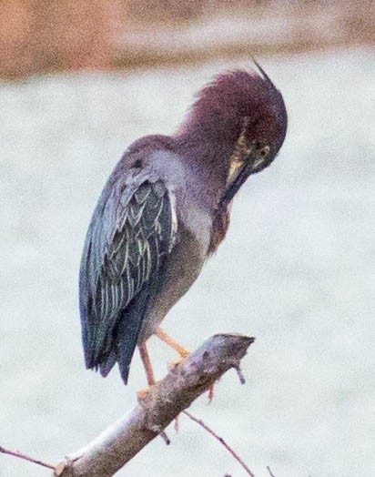 Green Heron - Elle McGee