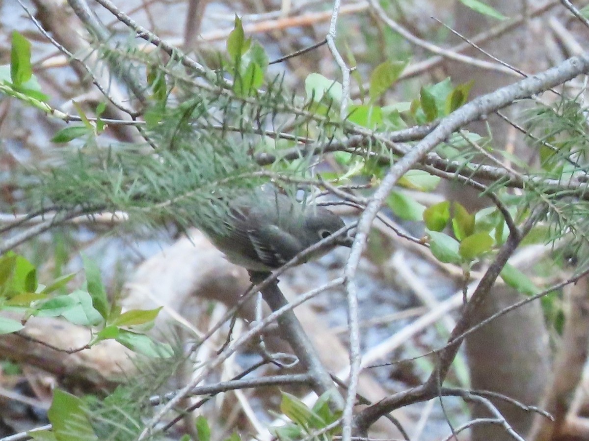 Plumbeous Vireo - Myron Gerhard