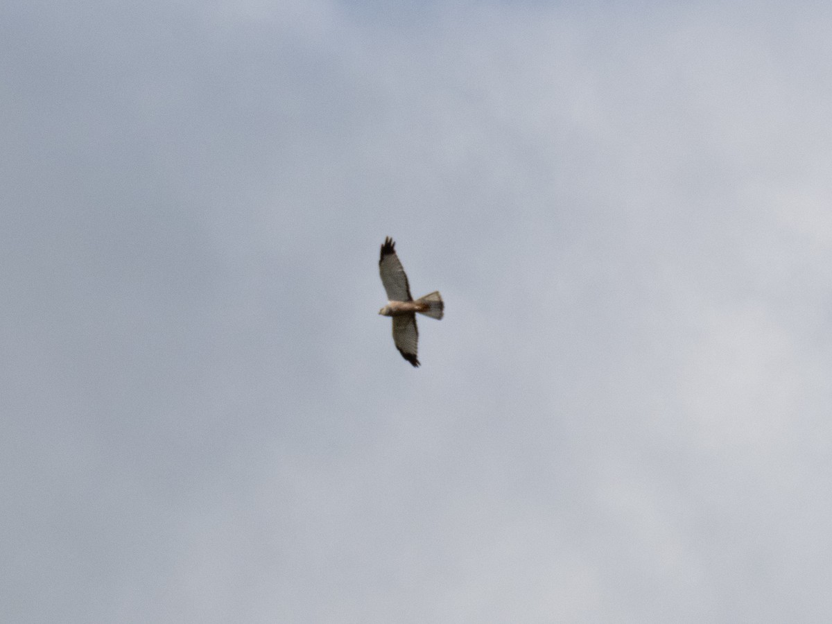 Cinereous Harrier - Andrey Apashkin