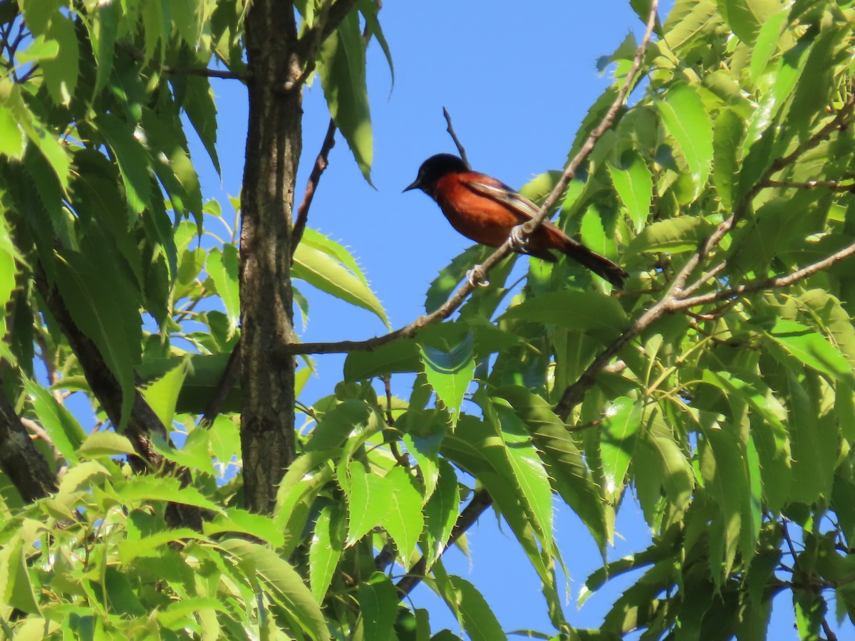 Orchard Oriole - ML618845161