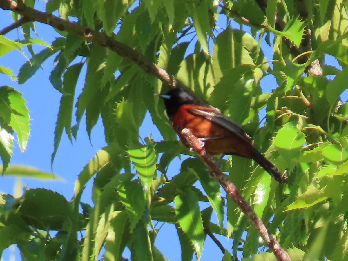 Orchard Oriole - ML618845167