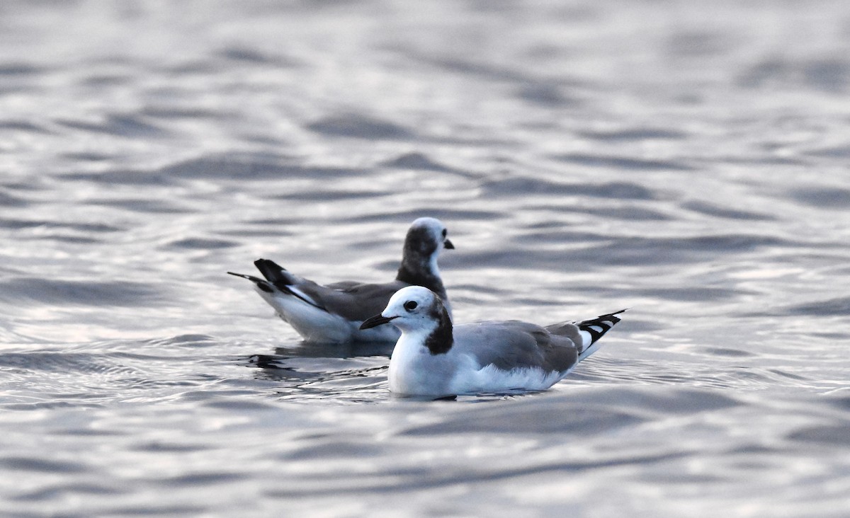 Sabine's Gull - Marcos Ponce