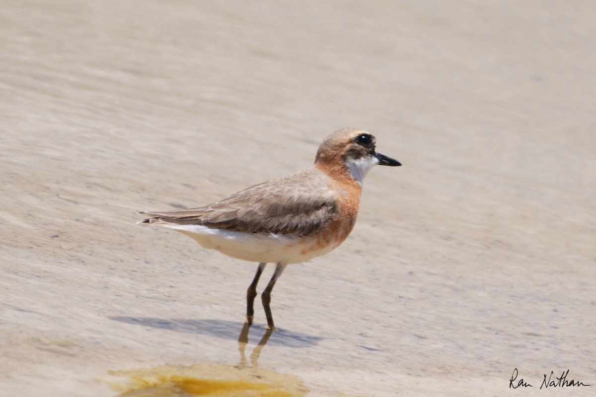 Greater Sand-Plover - Ran Nathan