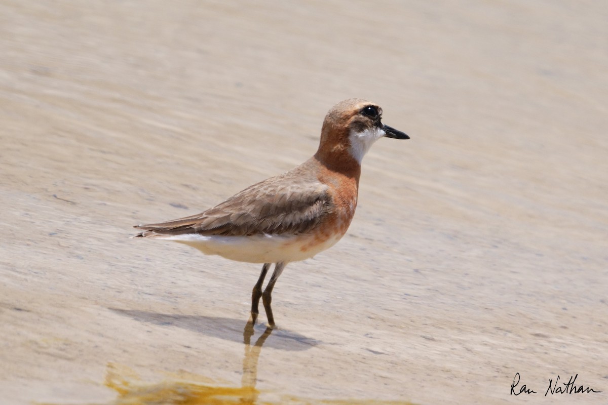Greater Sand-Plover - Ran Nathan