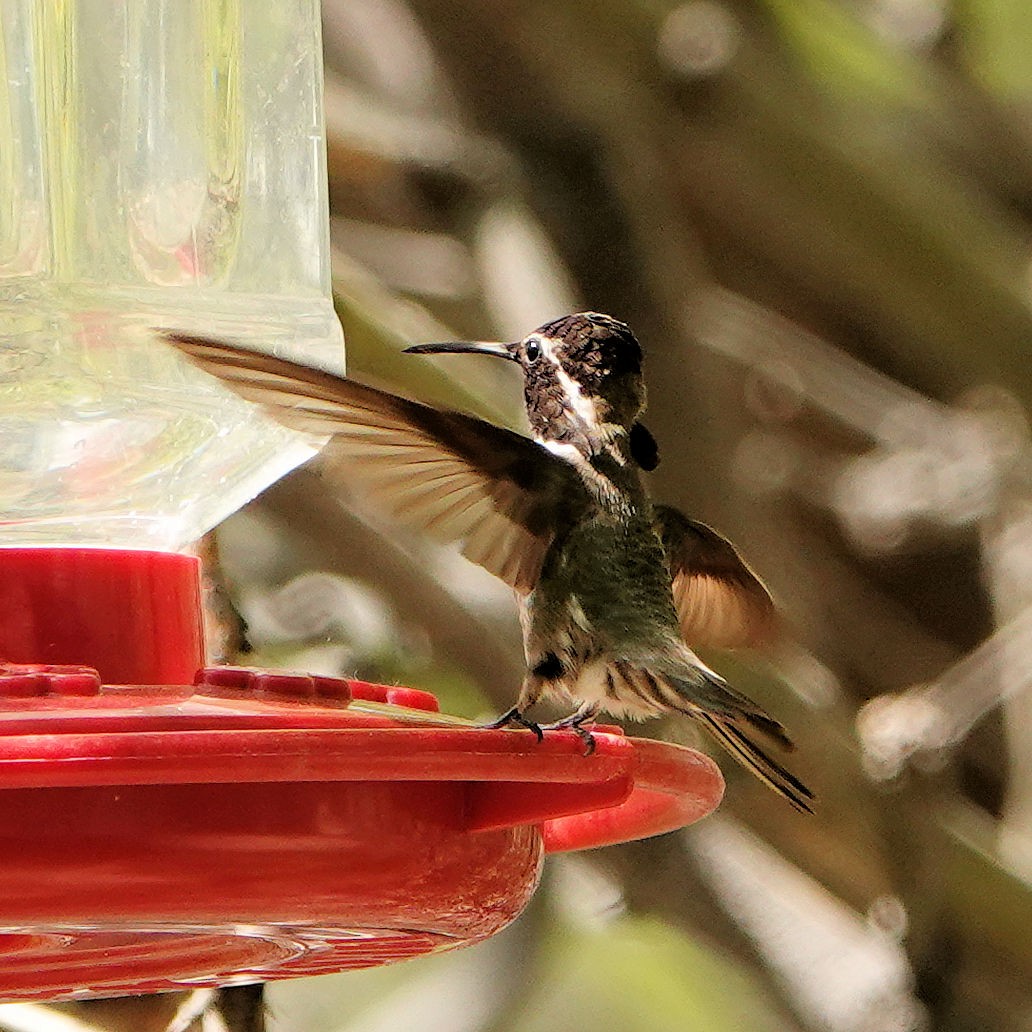 Costa's Hummingbird - ML618845181