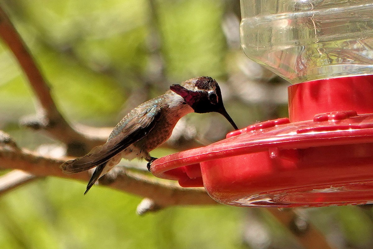 Costa's Hummingbird - ML618845182
