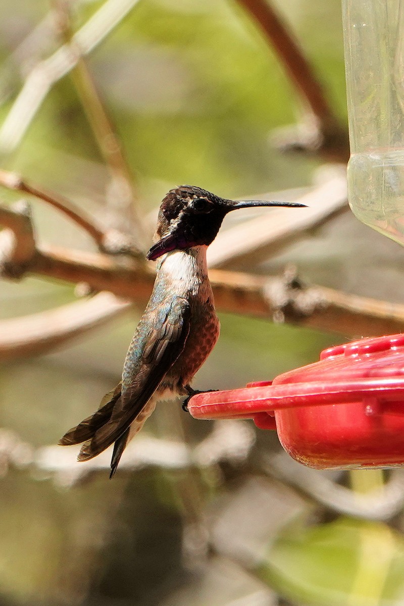 Costa's Hummingbird - ML618845183