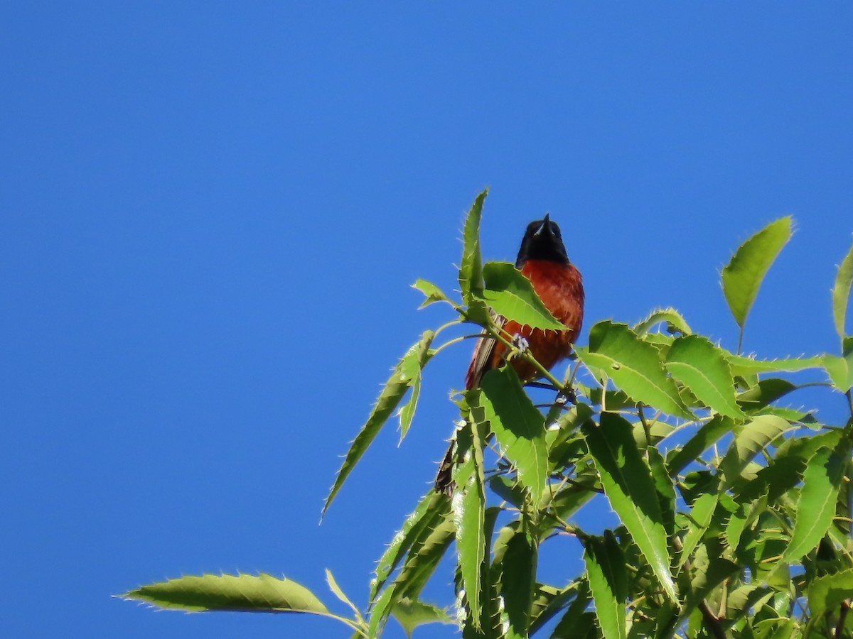 Orchard Oriole - ML618845192