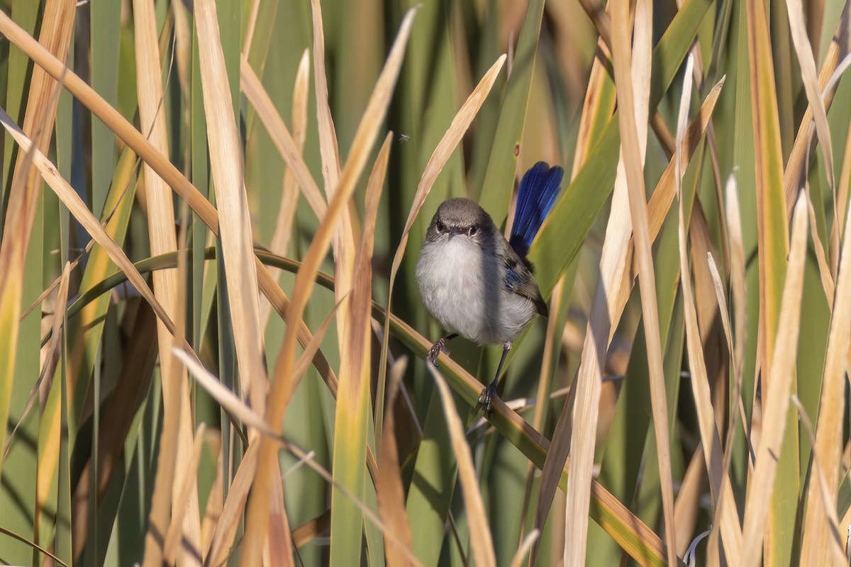 Superb Fairywren - Andreas Heikaus