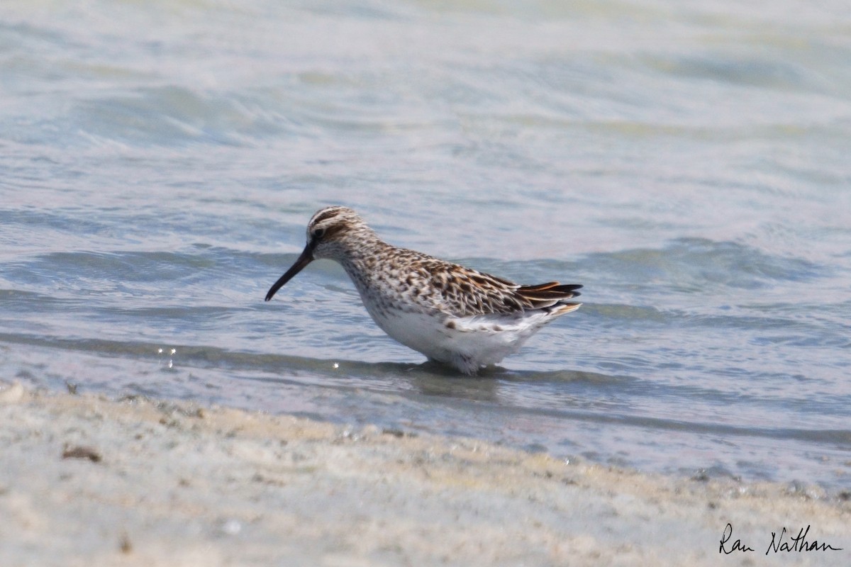 Broad-billed Sandpiper - Ran Nathan