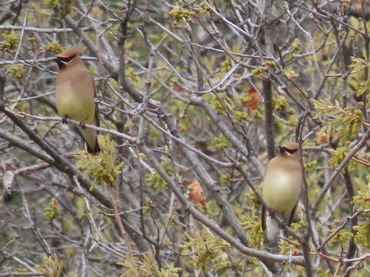 Cedar Waxwing - Myron Gerhard