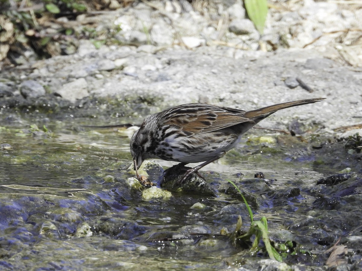 Song Sparrow - Cynthia Howland-Hodson