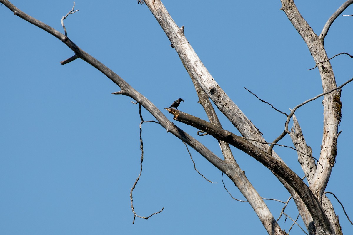 European Starling - Danielle Cooper