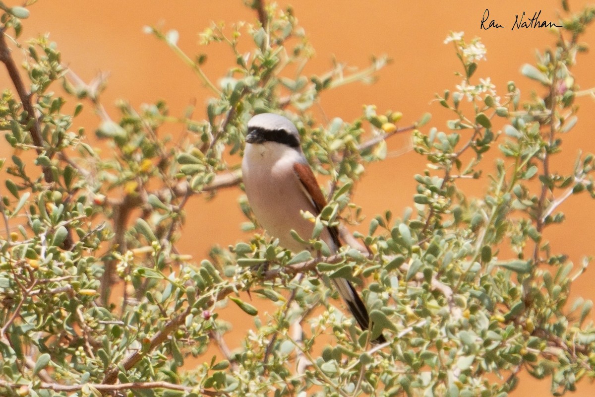 Red-backed Shrike - Ran Nathan