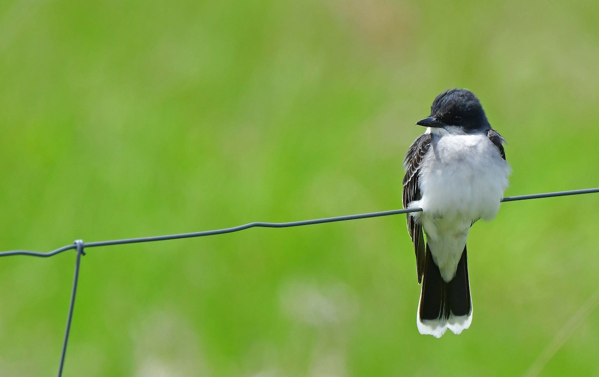 Eastern Kingbird - François Hamel