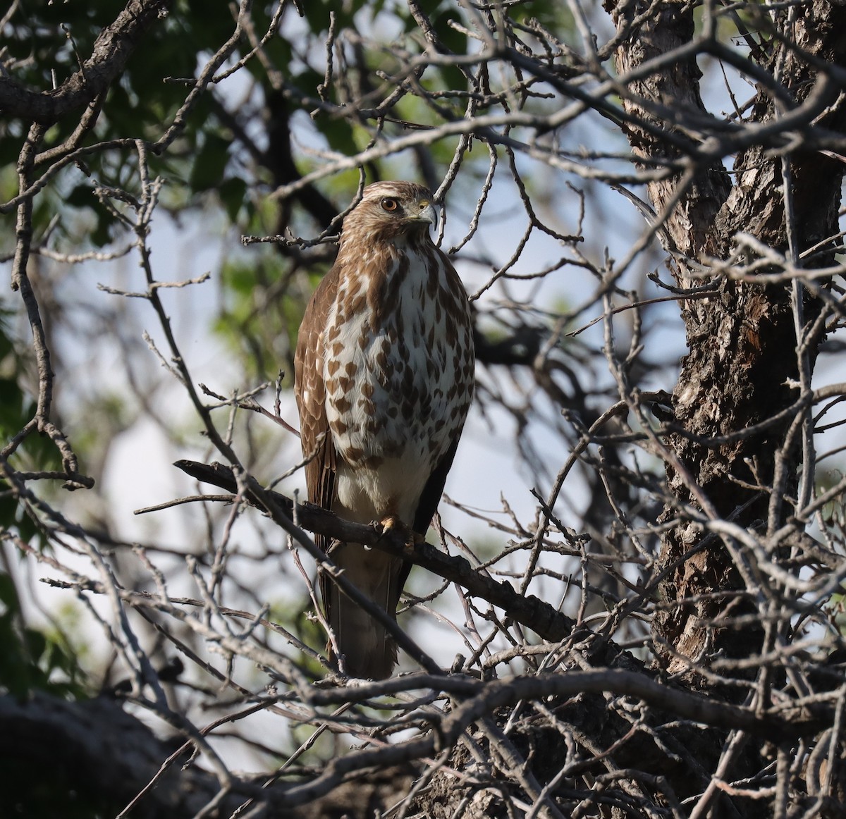 Broad-winged Hawk - Sara Shane