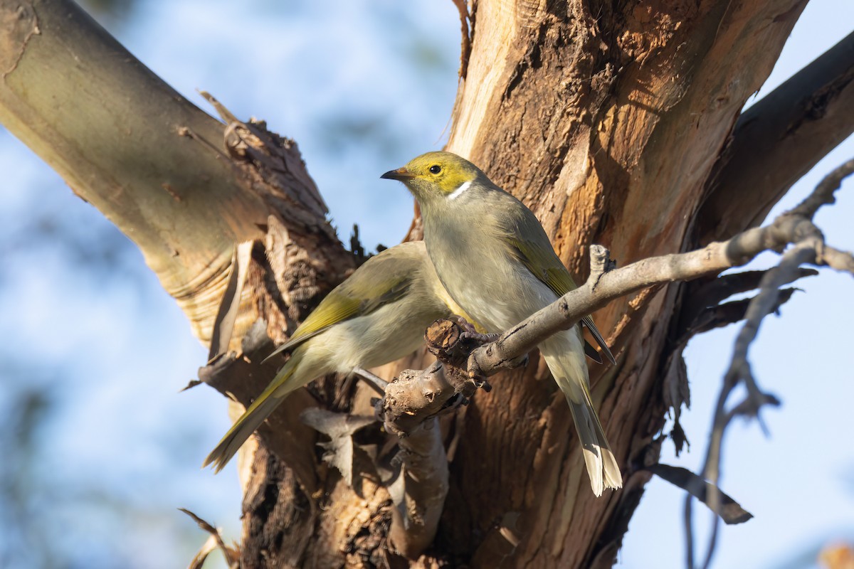 White-plumed Honeyeater - Andreas Heikaus