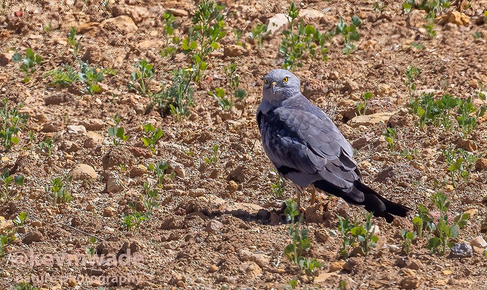 Montagu's Harrier - ML618845255