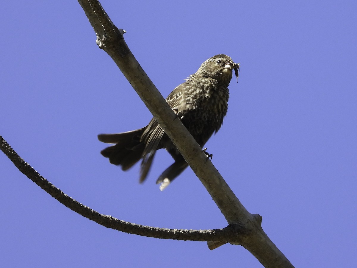 Red-winged Blackbird - Cynthia Howland-Hodson