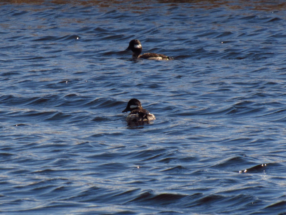 Porrón Albeola - ML618845264