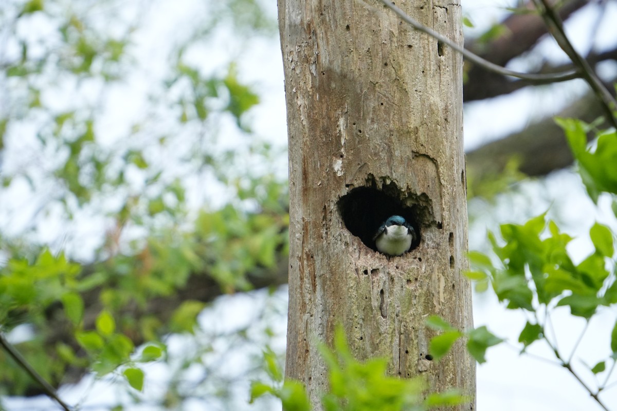 Tree Swallow - Will Cihula