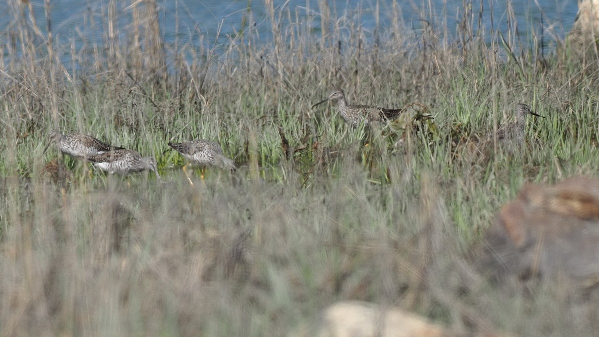 Greater Yellowlegs - Milton Paul