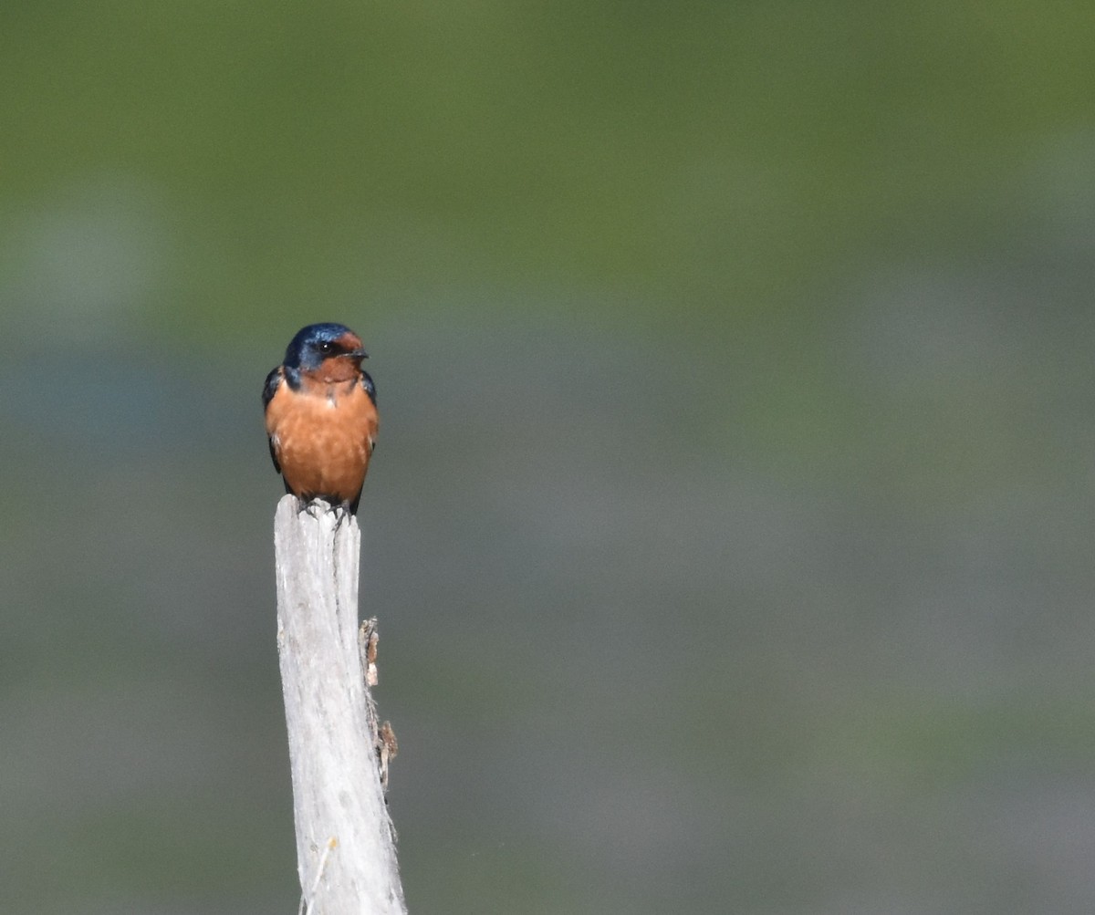 Barn Swallow - Bill Tweit