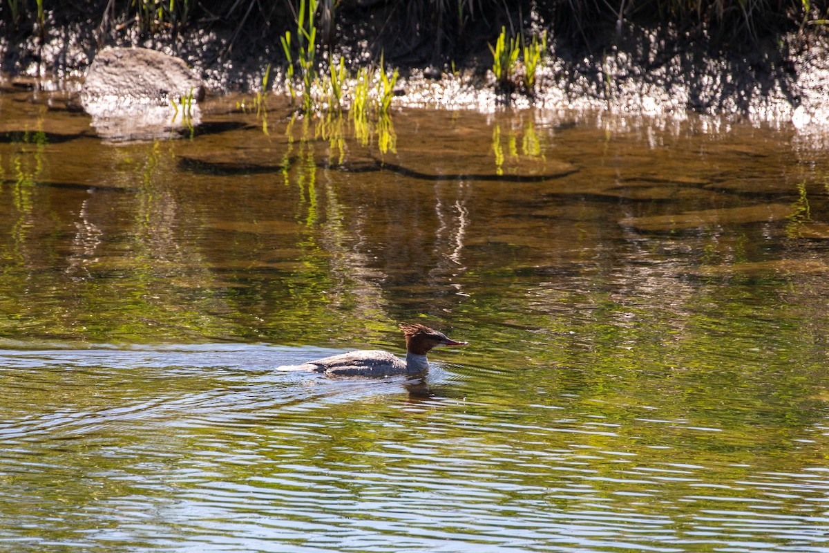 Common Merganser - Danielle Cooper