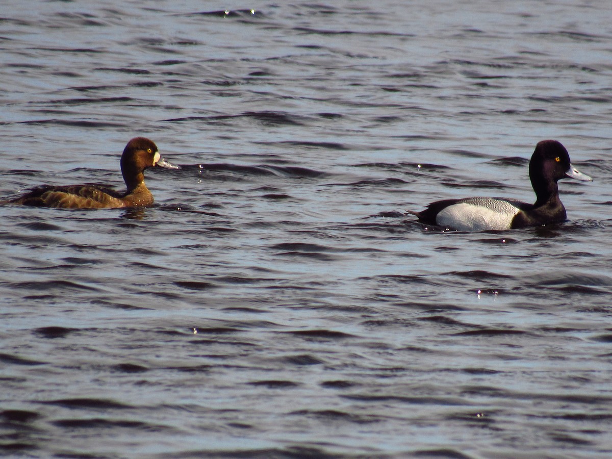 Porrón Acollarado - ML618845293