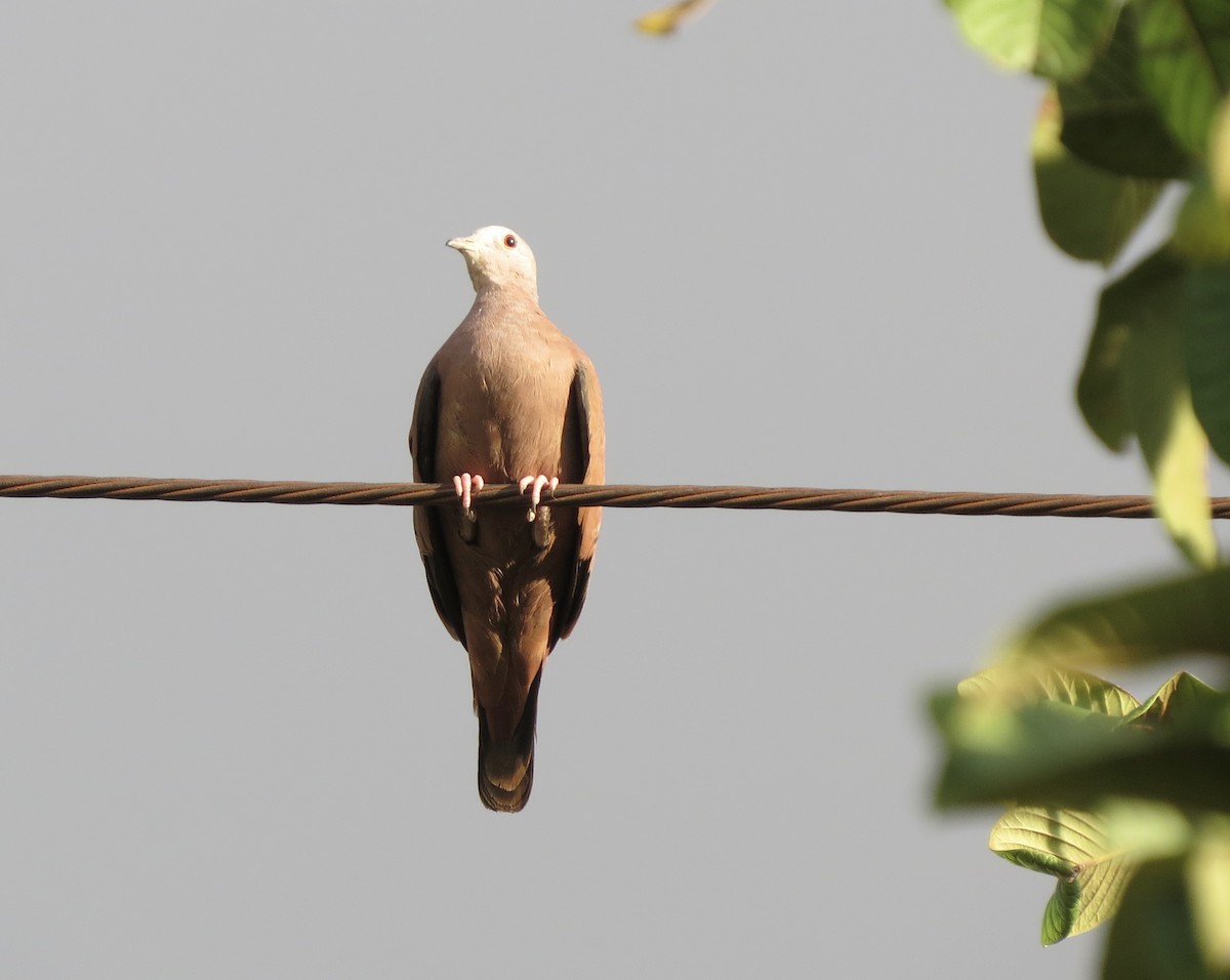 Ruddy Ground Dove - Berenice Alves