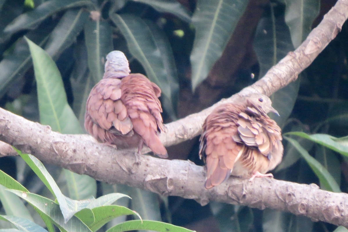 Ruddy Ground Dove - Berenice Alves