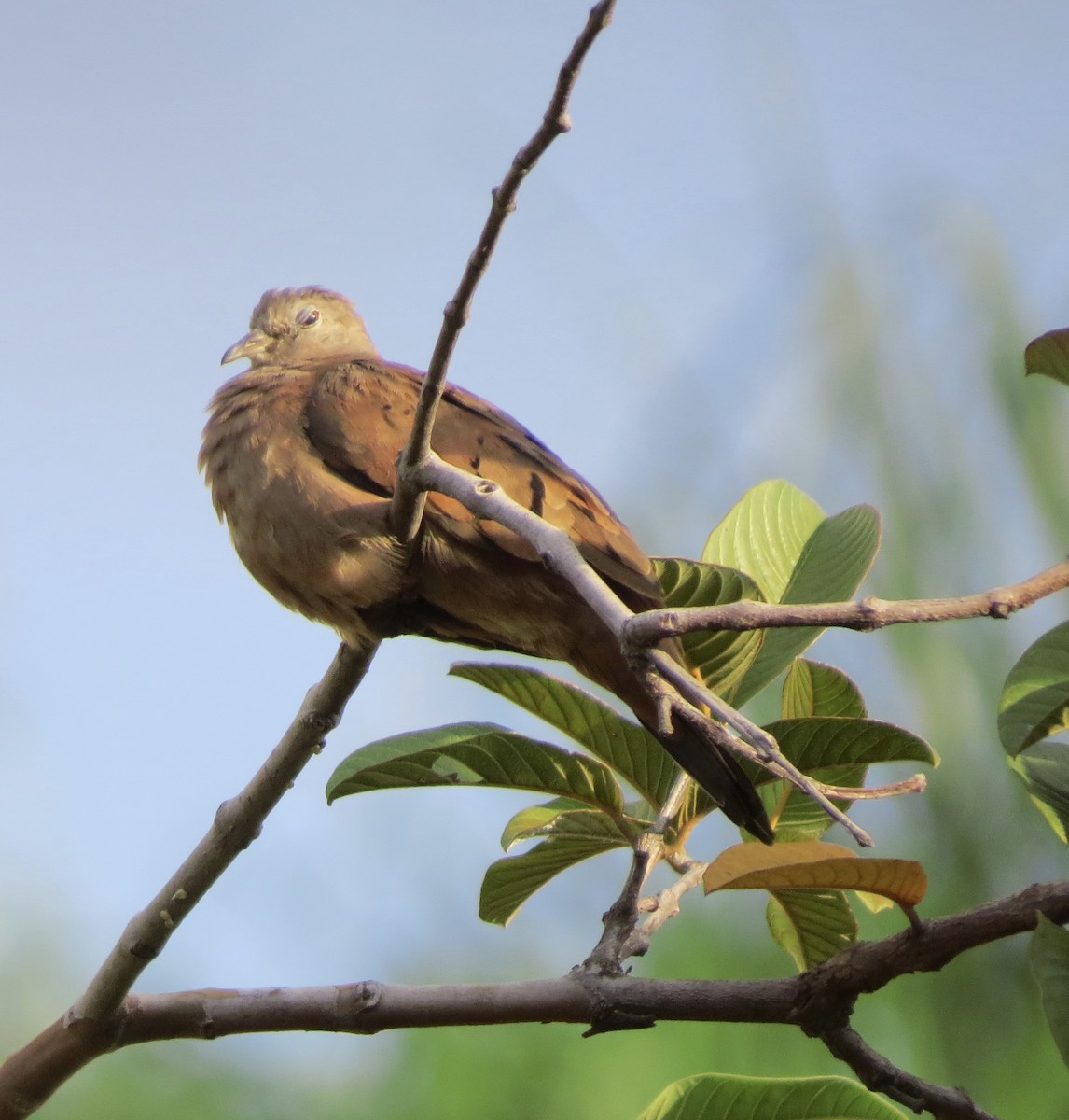 Ruddy Ground Dove - Berenice Alves