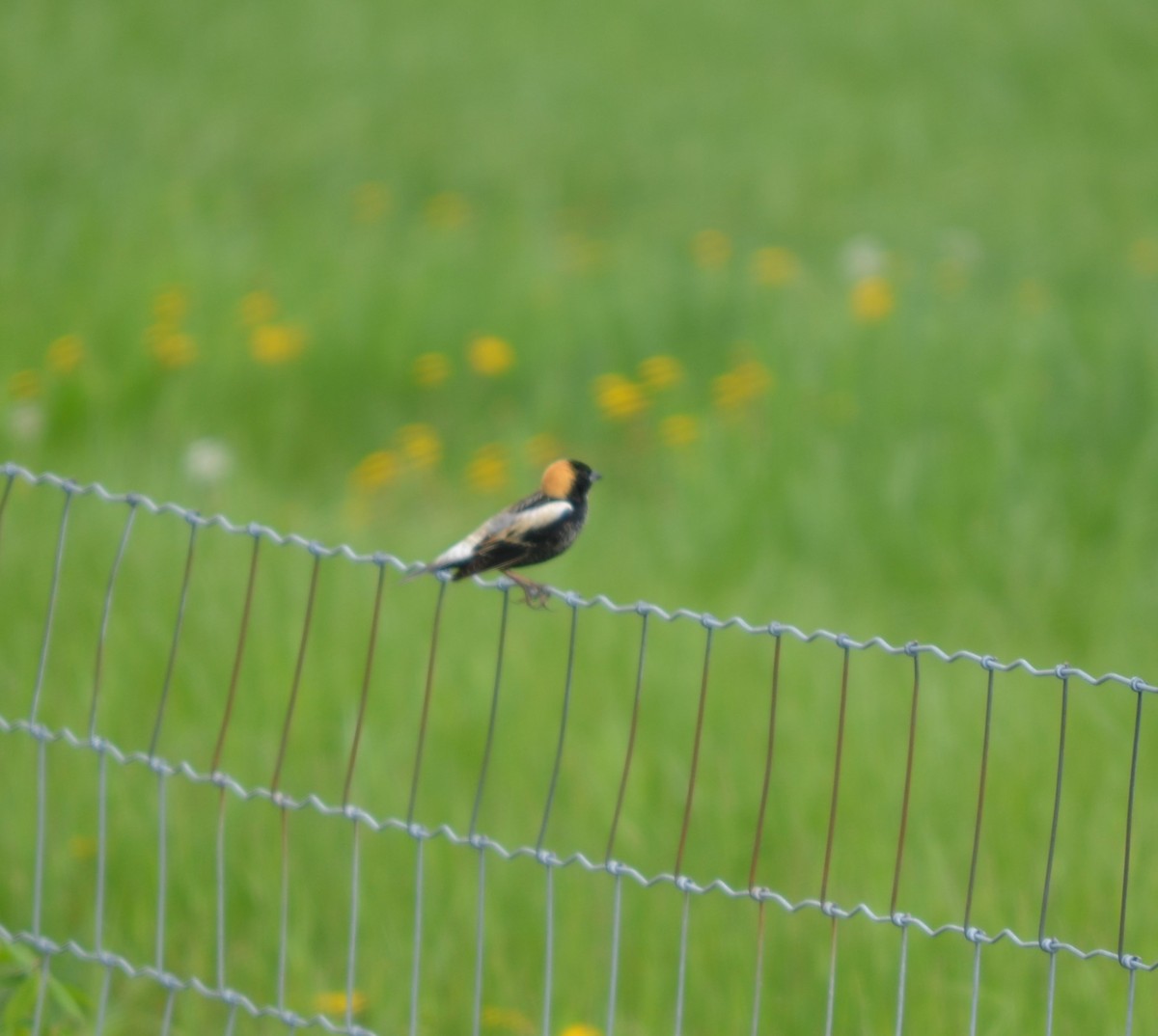 Bobolink - ML618845300