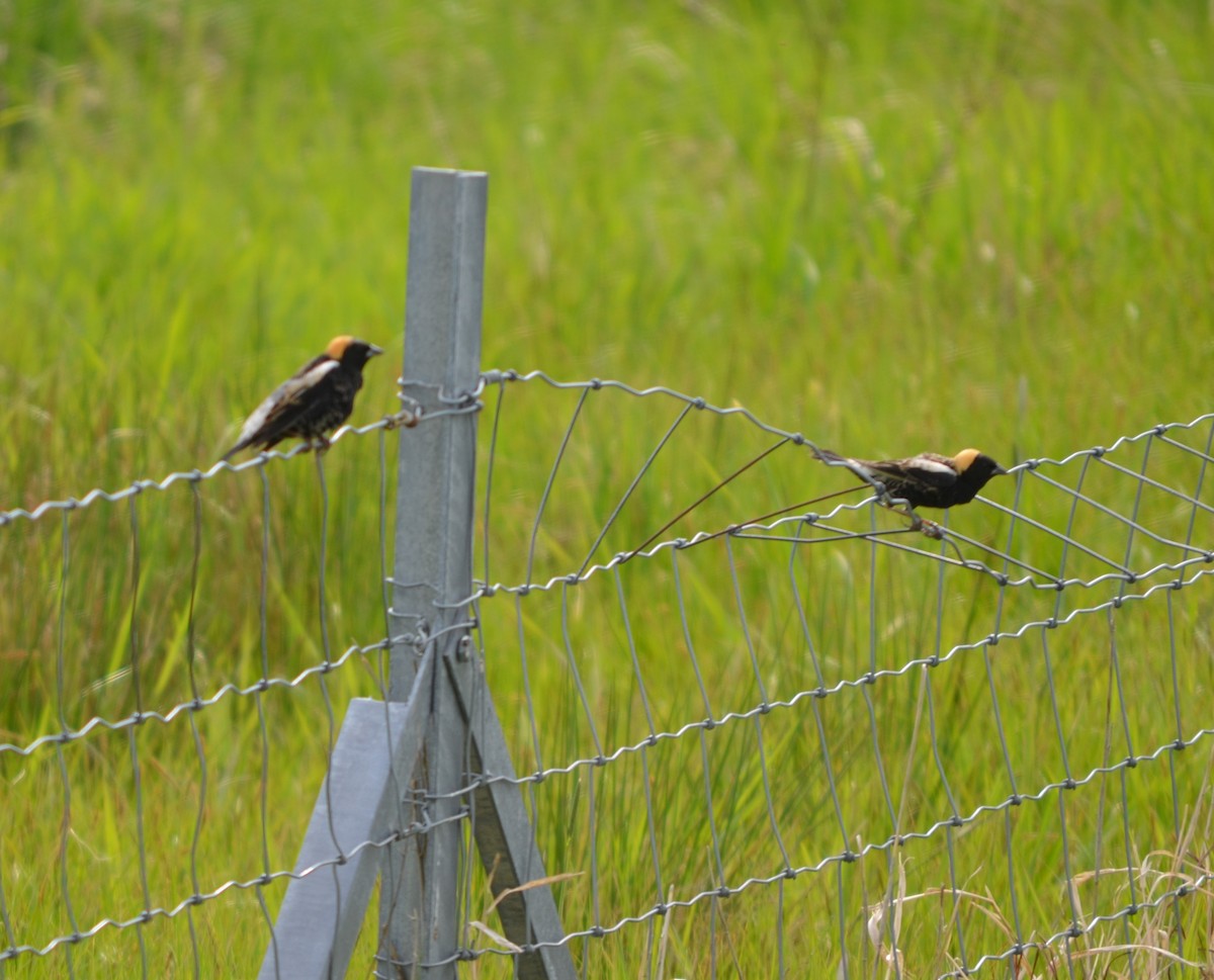 Bobolink - S. Andujar