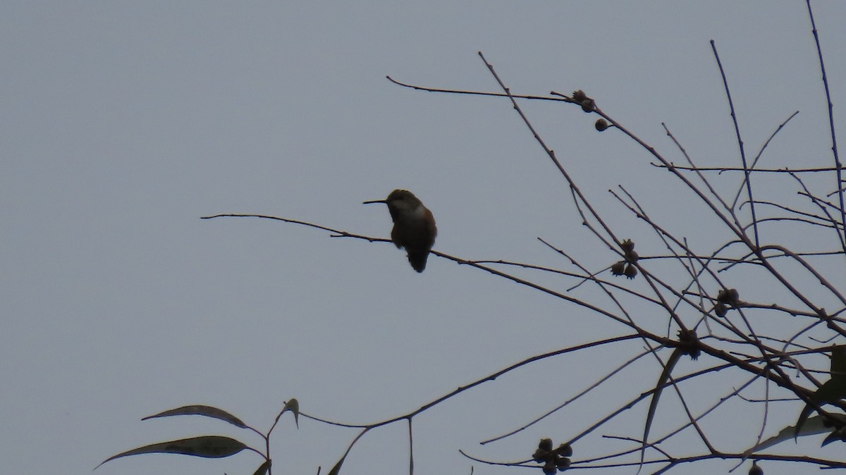 tanımsız Trochilidae sp. - ML618845302