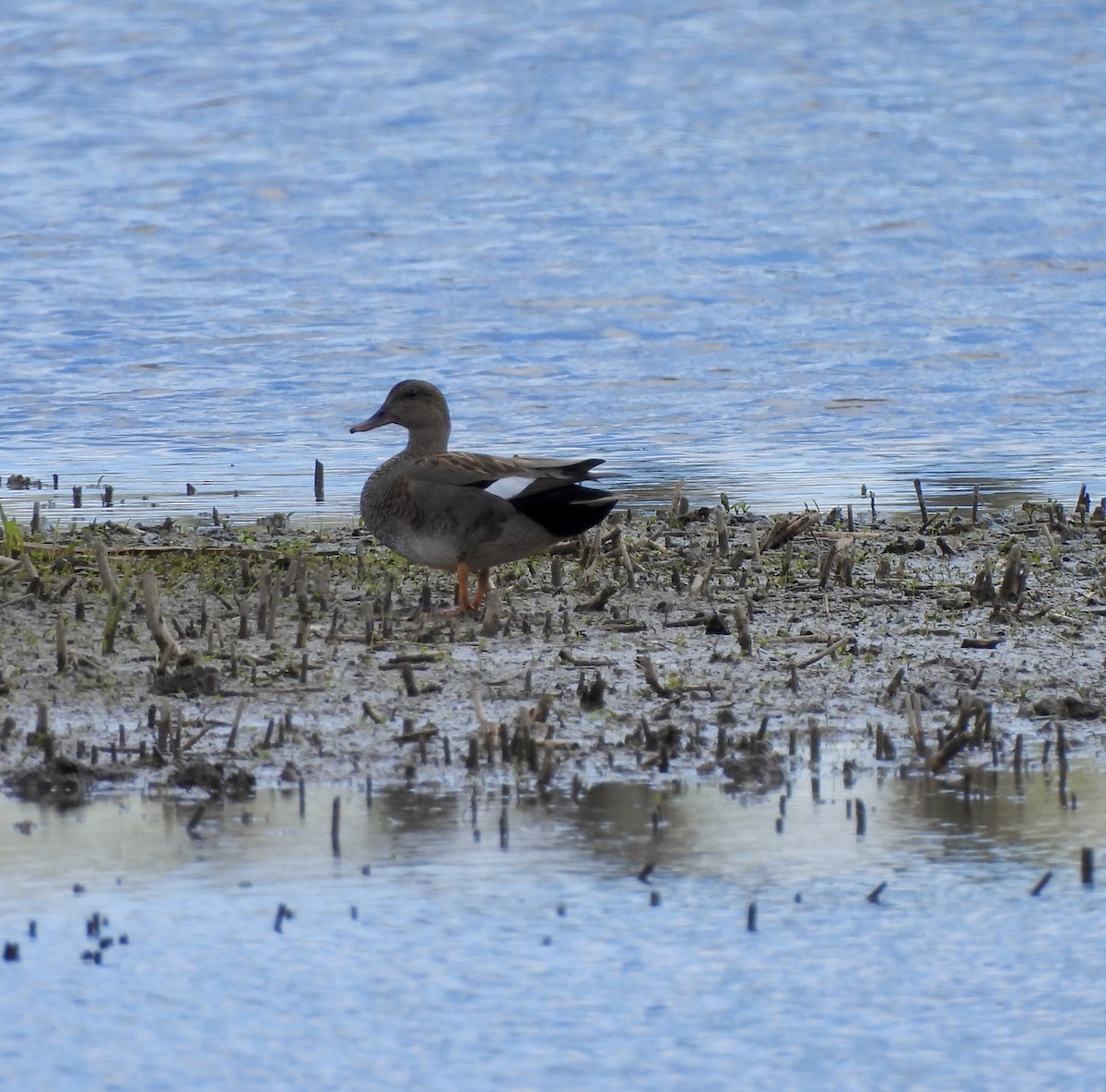 Gadwall - William McClellan