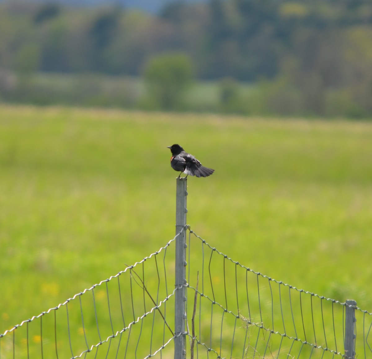 Red-winged Blackbird - S. Andujar