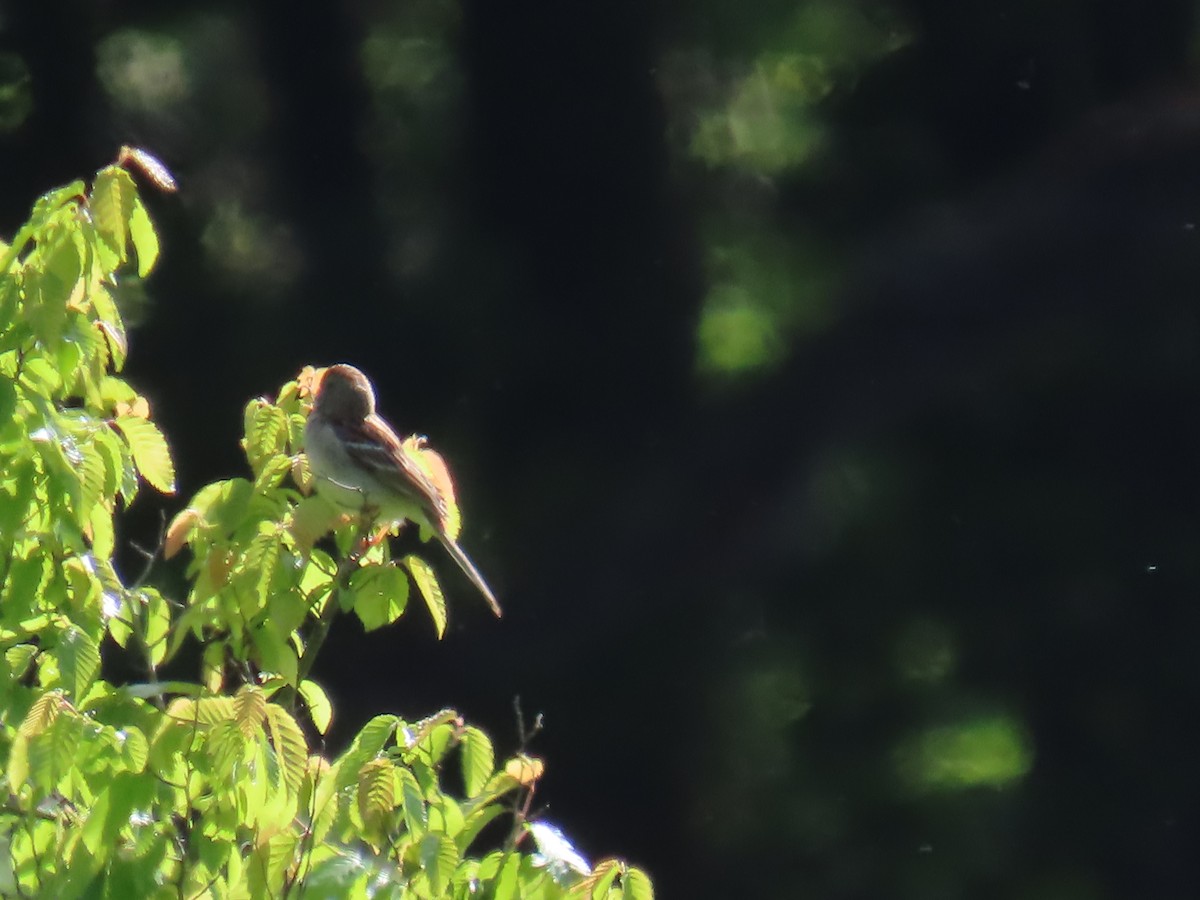 Field Sparrow - Elizabeth Ferber