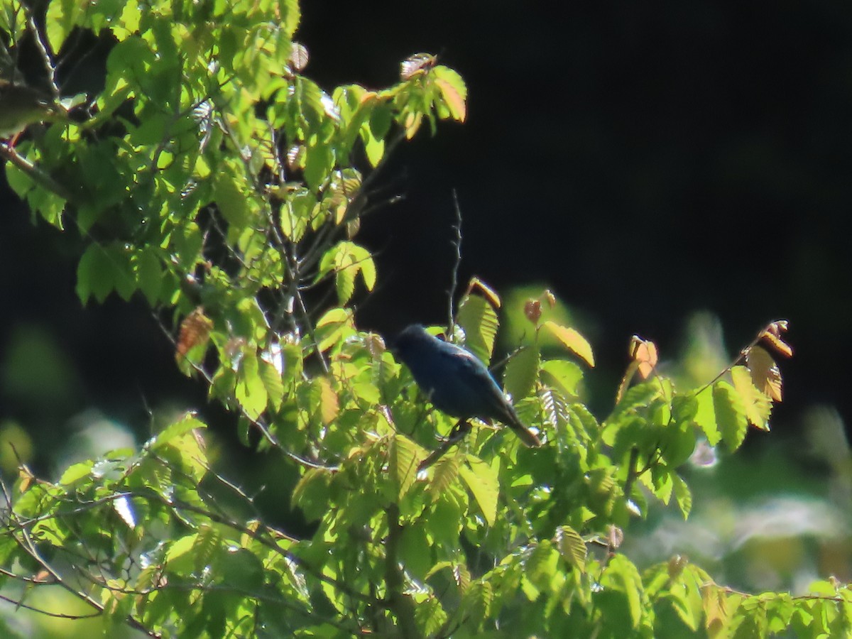 Indigo Bunting - Elizabeth Ferber