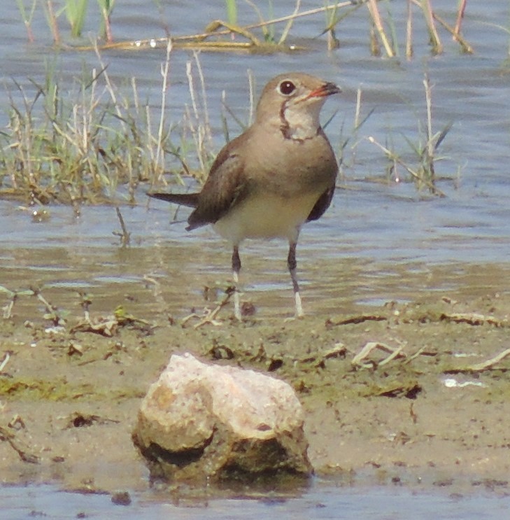 Collared Pratincole - Mark Easterbrook