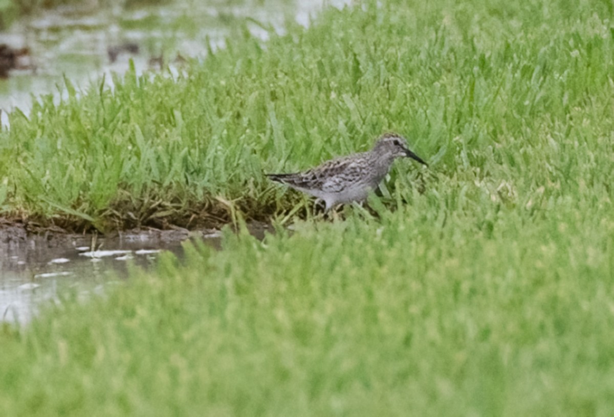 White-rumped Sandpiper - Marianne Taylor