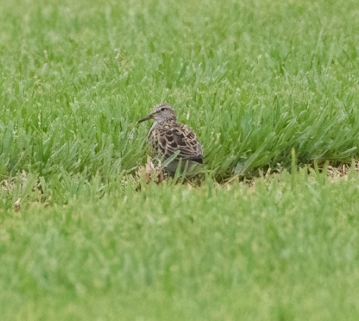 White-rumped Sandpiper - Marianne Taylor