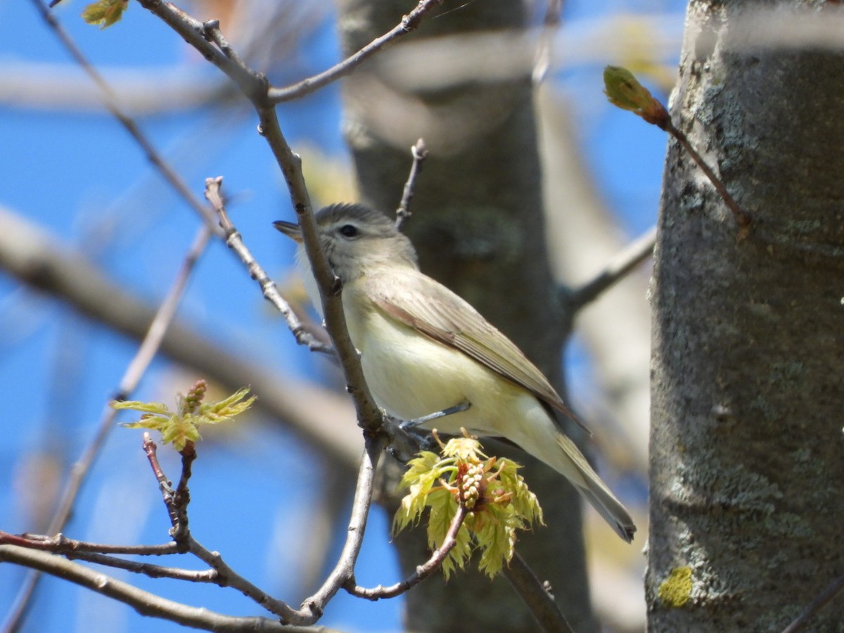 Warbling Vireo - Olivier Dansereau