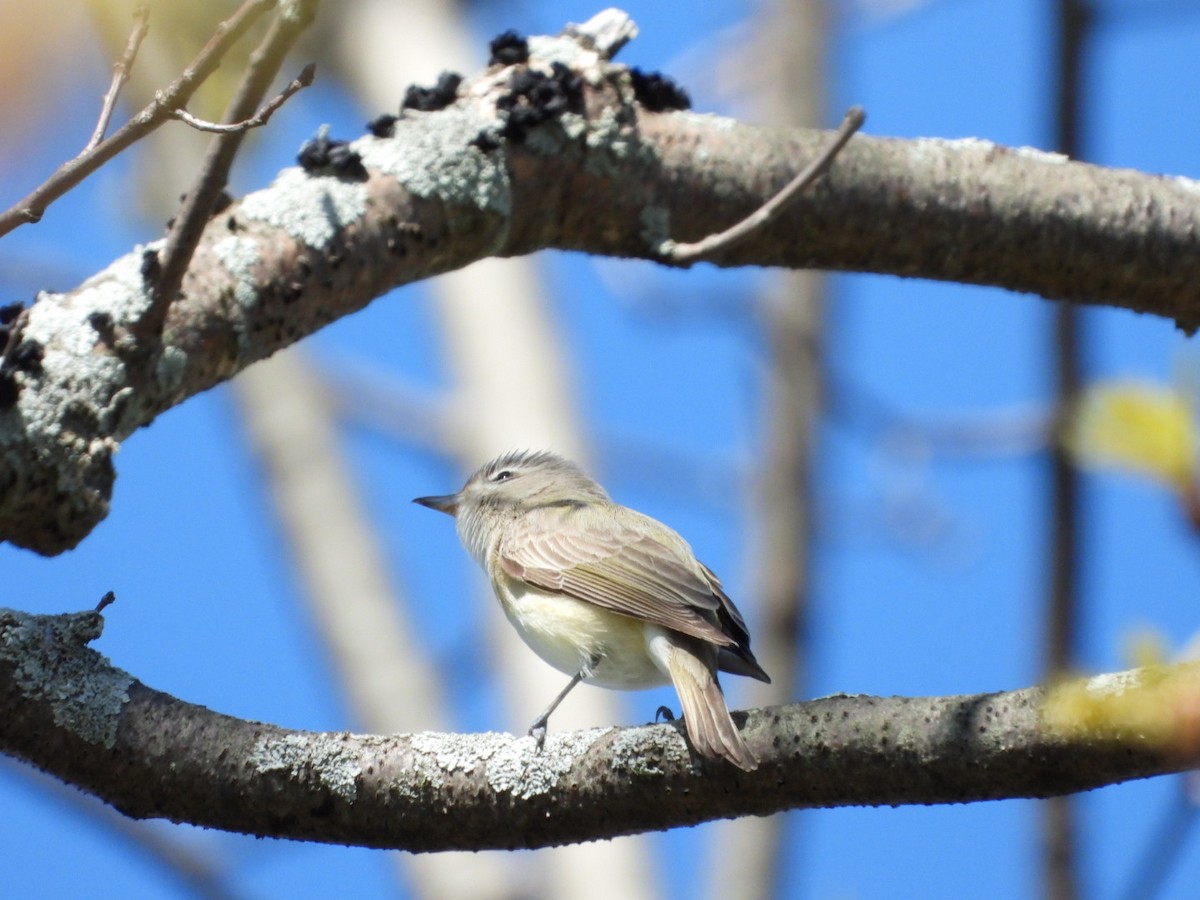 Warbling Vireo - Olivier Dansereau